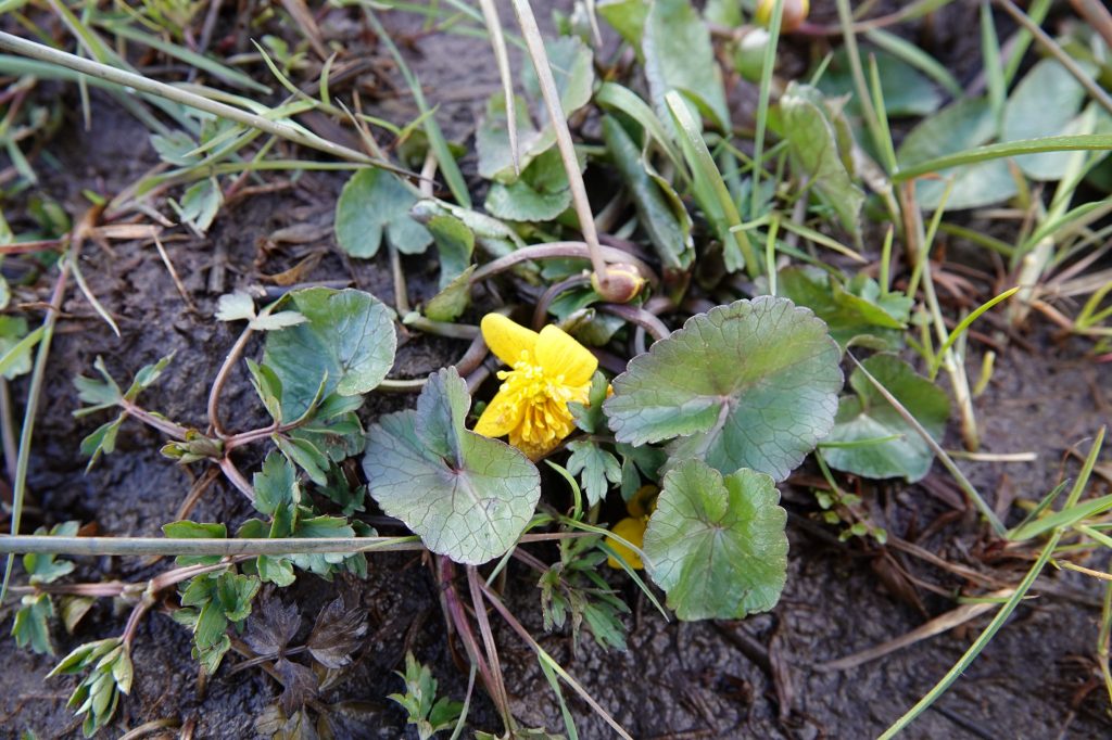 kwelwater en planten