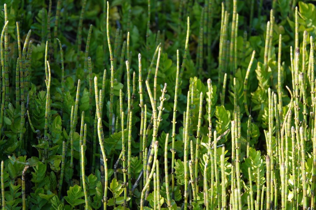 kwelwater en planten