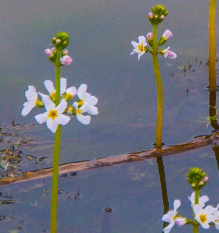 kwelwater en planten