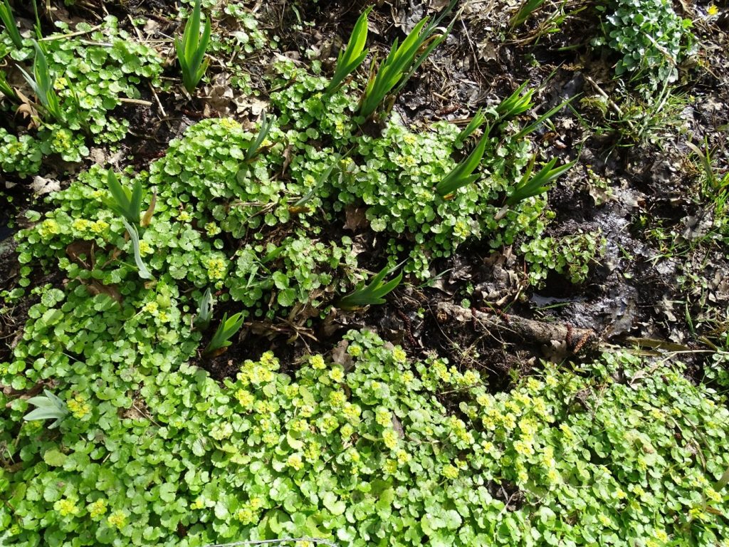 kwelwater en planten